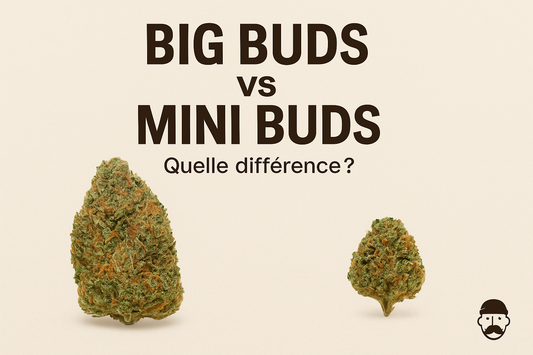 Big Buds Vs Mini Buds