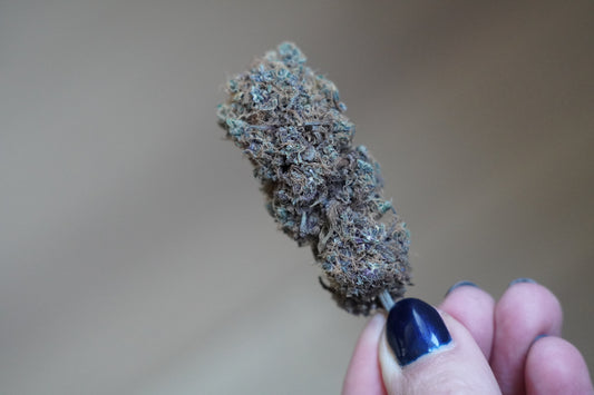 La différence entre le CBD et le cannabis : comprendre les concepts clés
