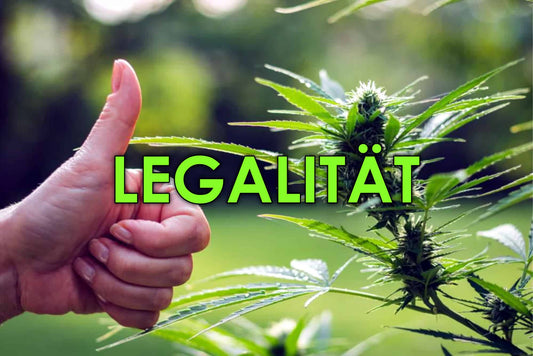 Le CBD : Une alternative légale et bénéfique pour la santé en France