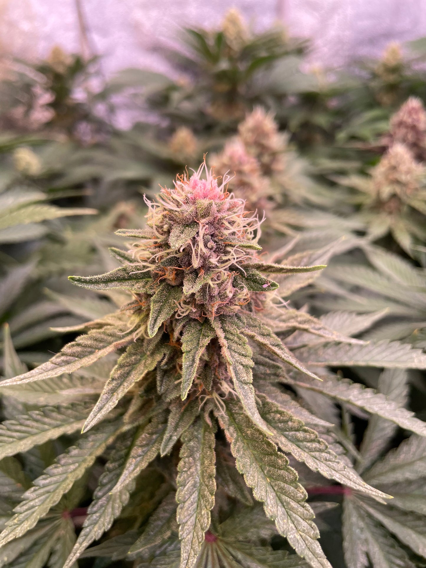 Fleur CBD - Pink Pineapple Diesel Indoor