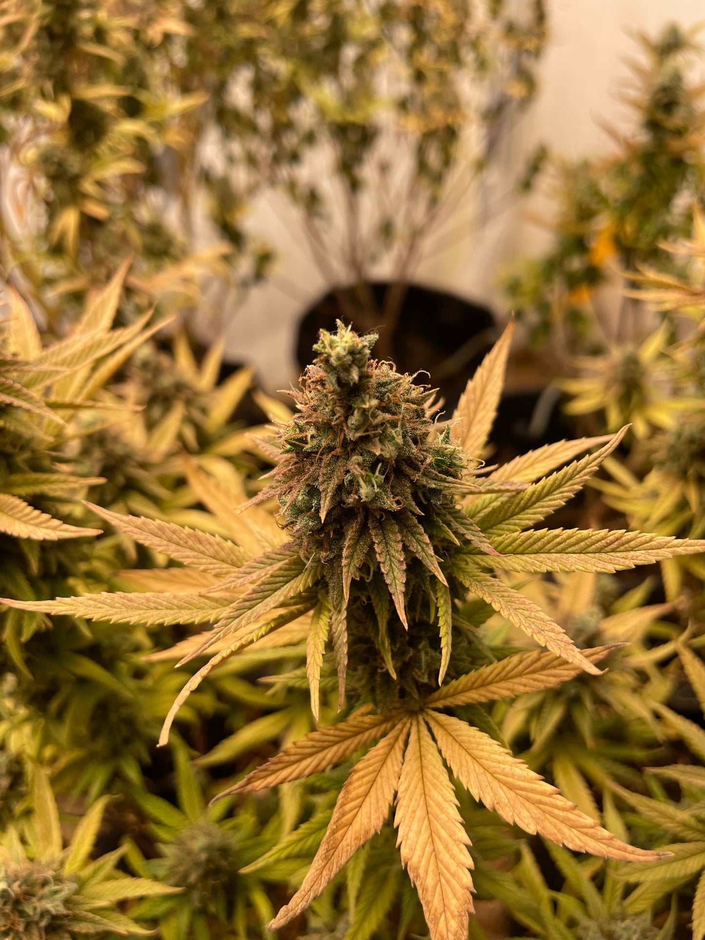 Fleur CBD - Legendary Banana MAC Indoor