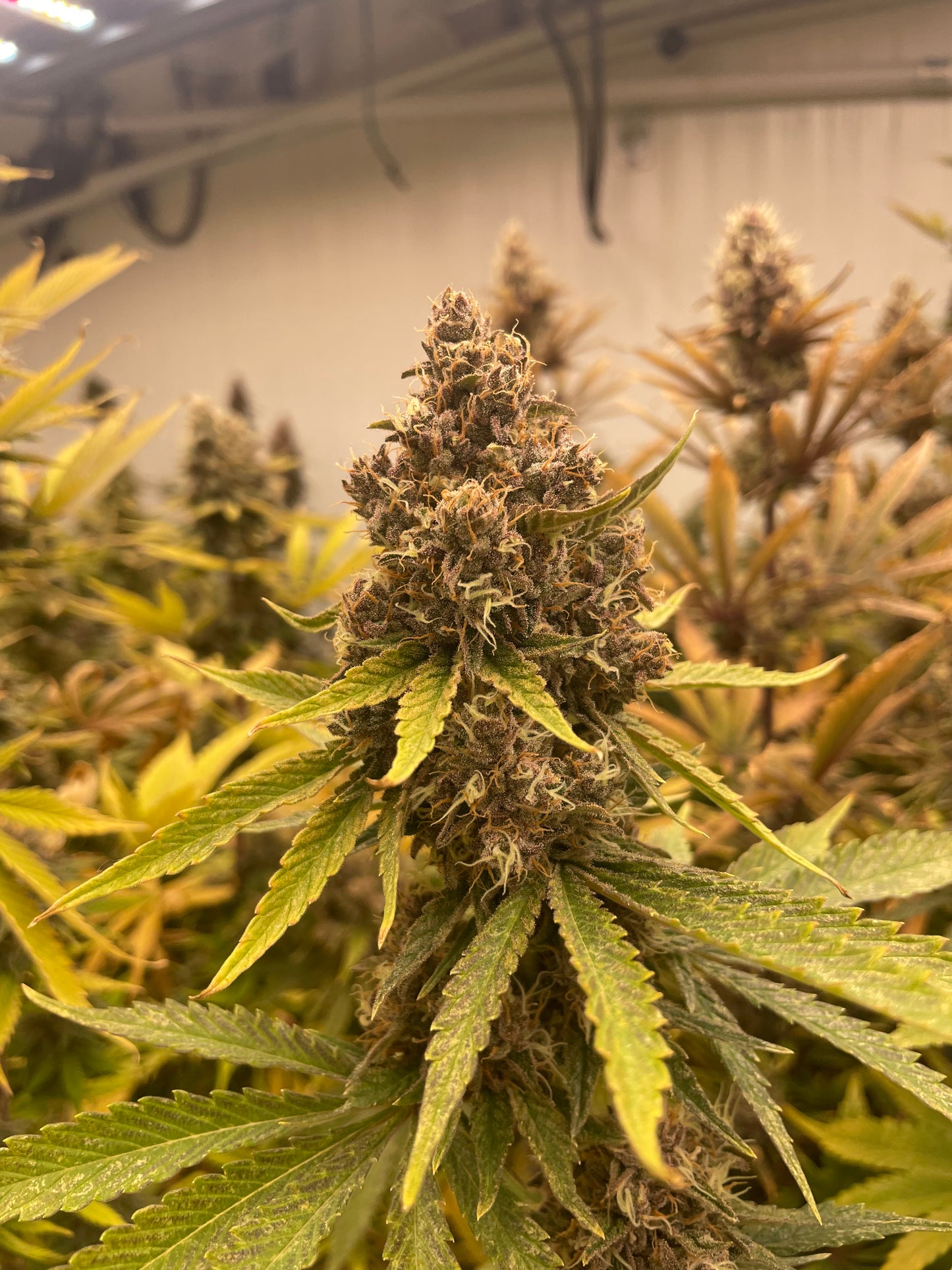 Fleur CBD - Rainbow Sherbet Indoor