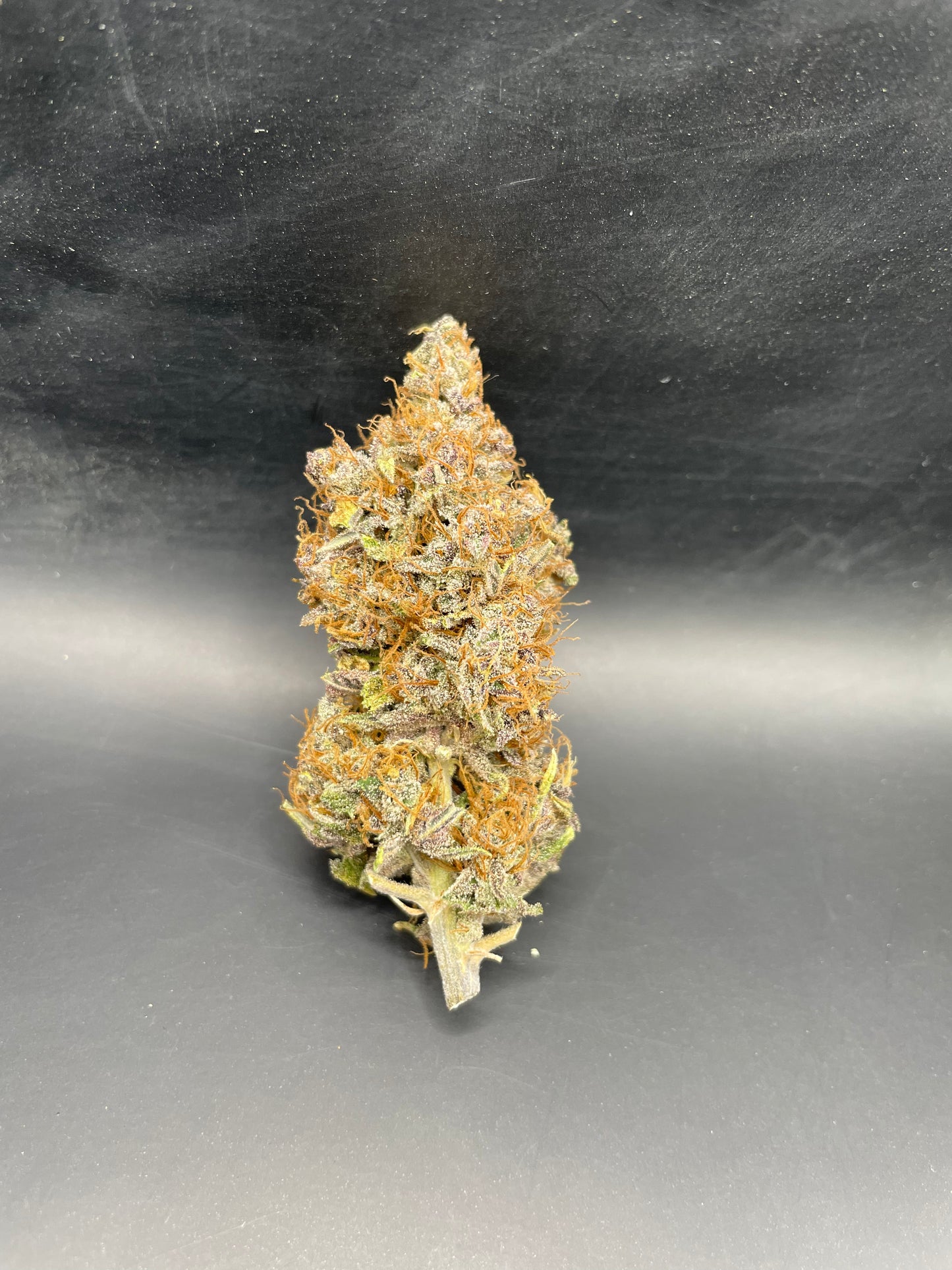 -25% Mini Buds - Rainbow Sherbet Indoor