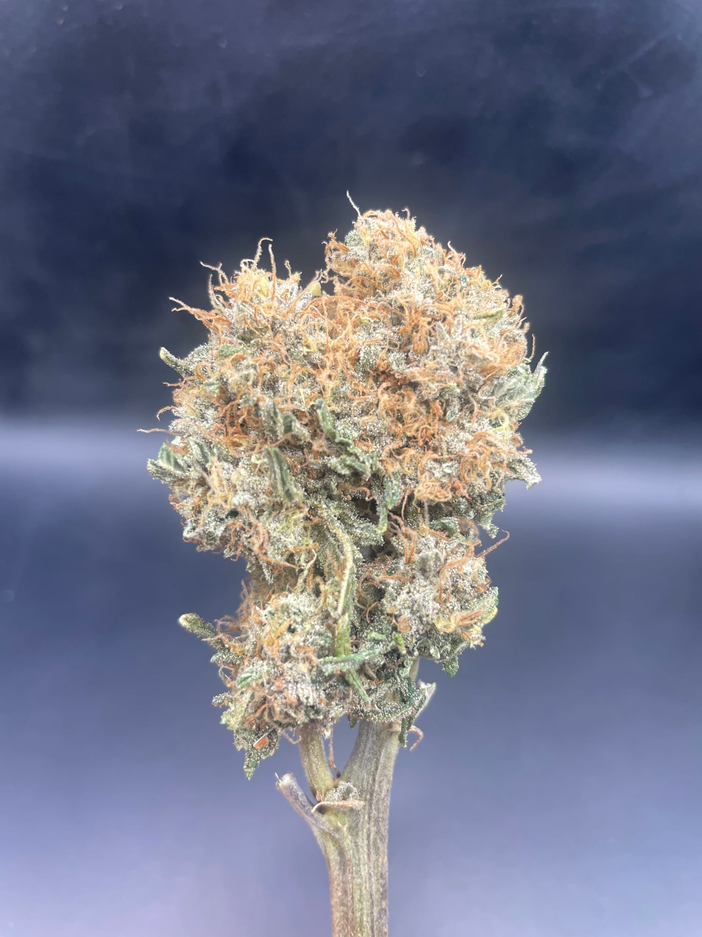 Fleur CBD - Legendary Banana YAK Indoor