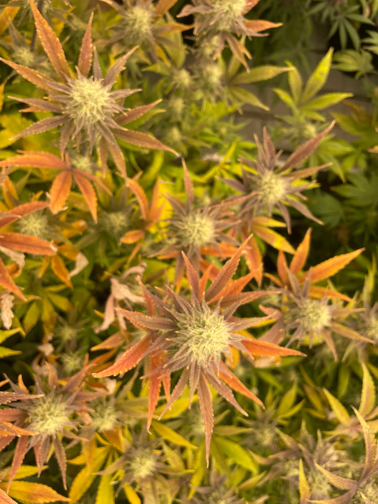Fleur CBD - Blue Berry Diesel Indoor