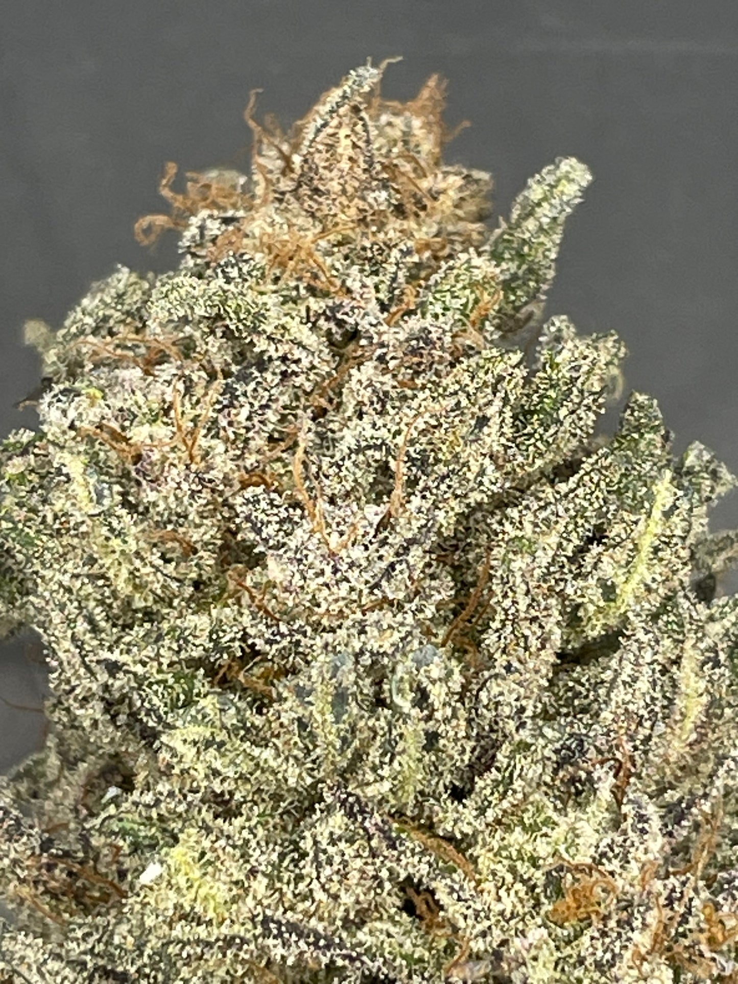 Fleur CBD - Gaz Station Gouda Indoor