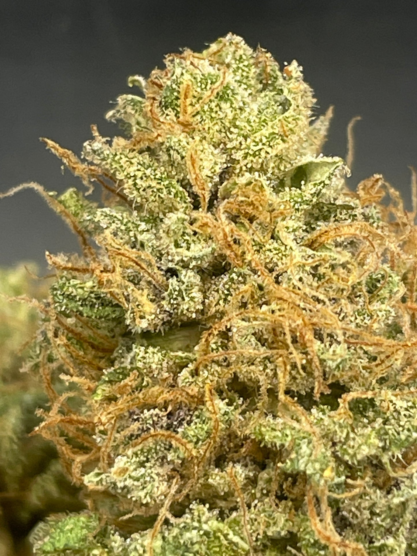 Fleur CBD - Legendary Banana YAK Indoor