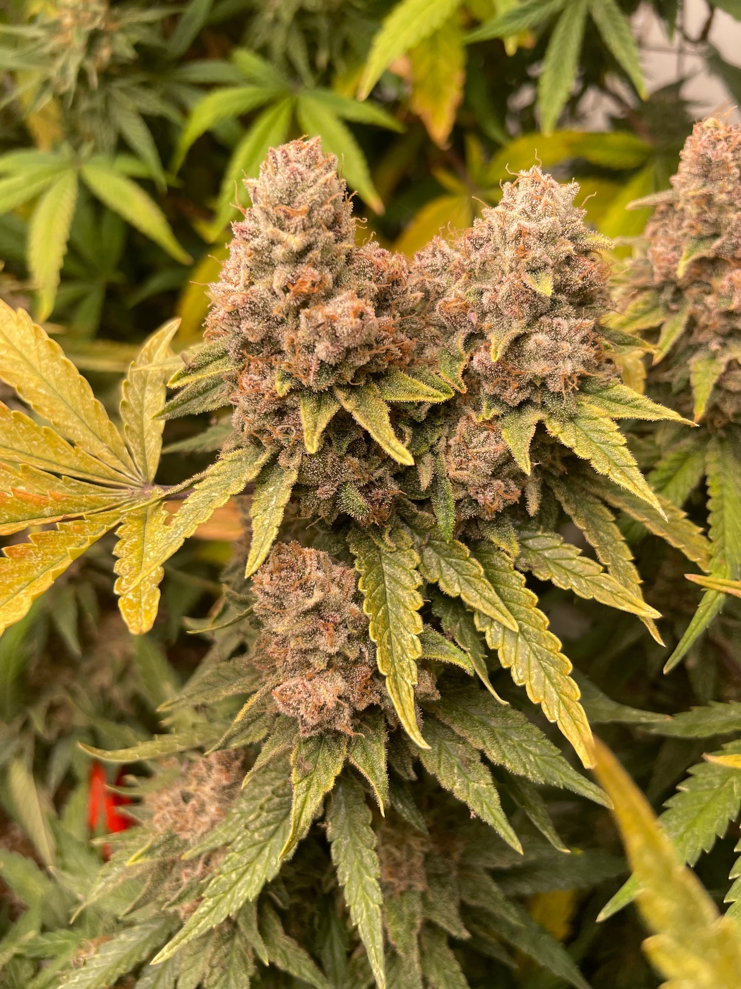 Fleur CBD - Bombe Cyclone