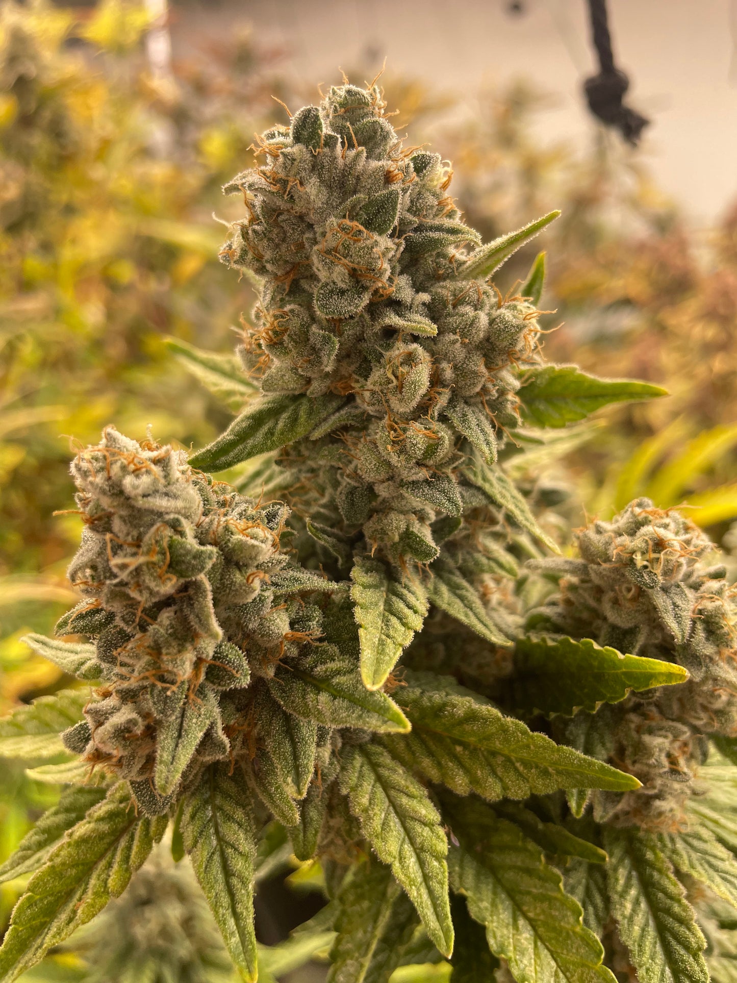 Fleur CBD - YAK Pudding