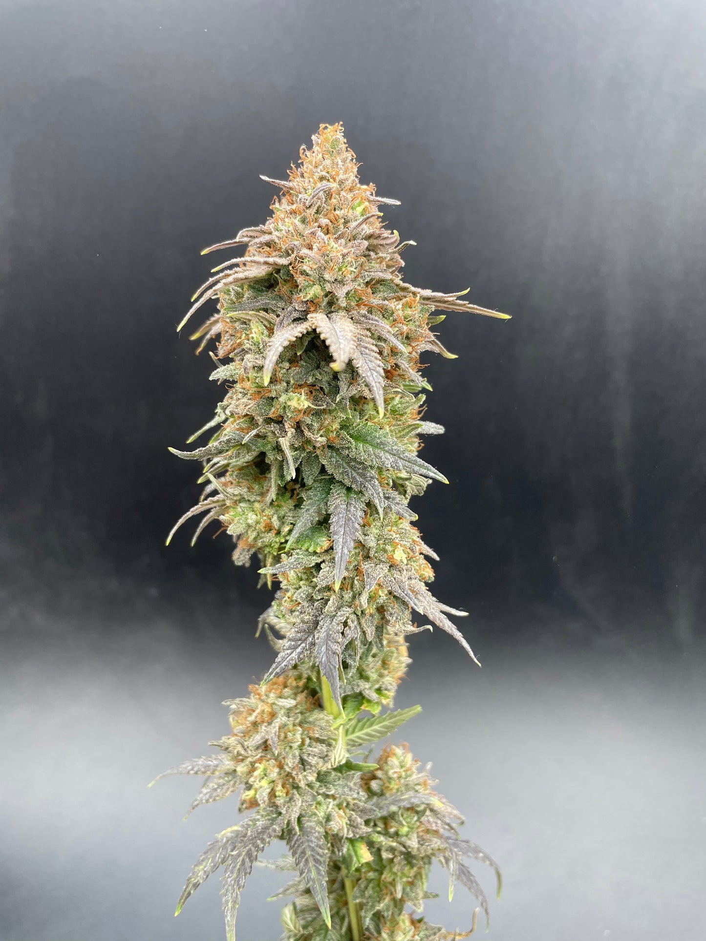 Fleur CBD - G2 Kush