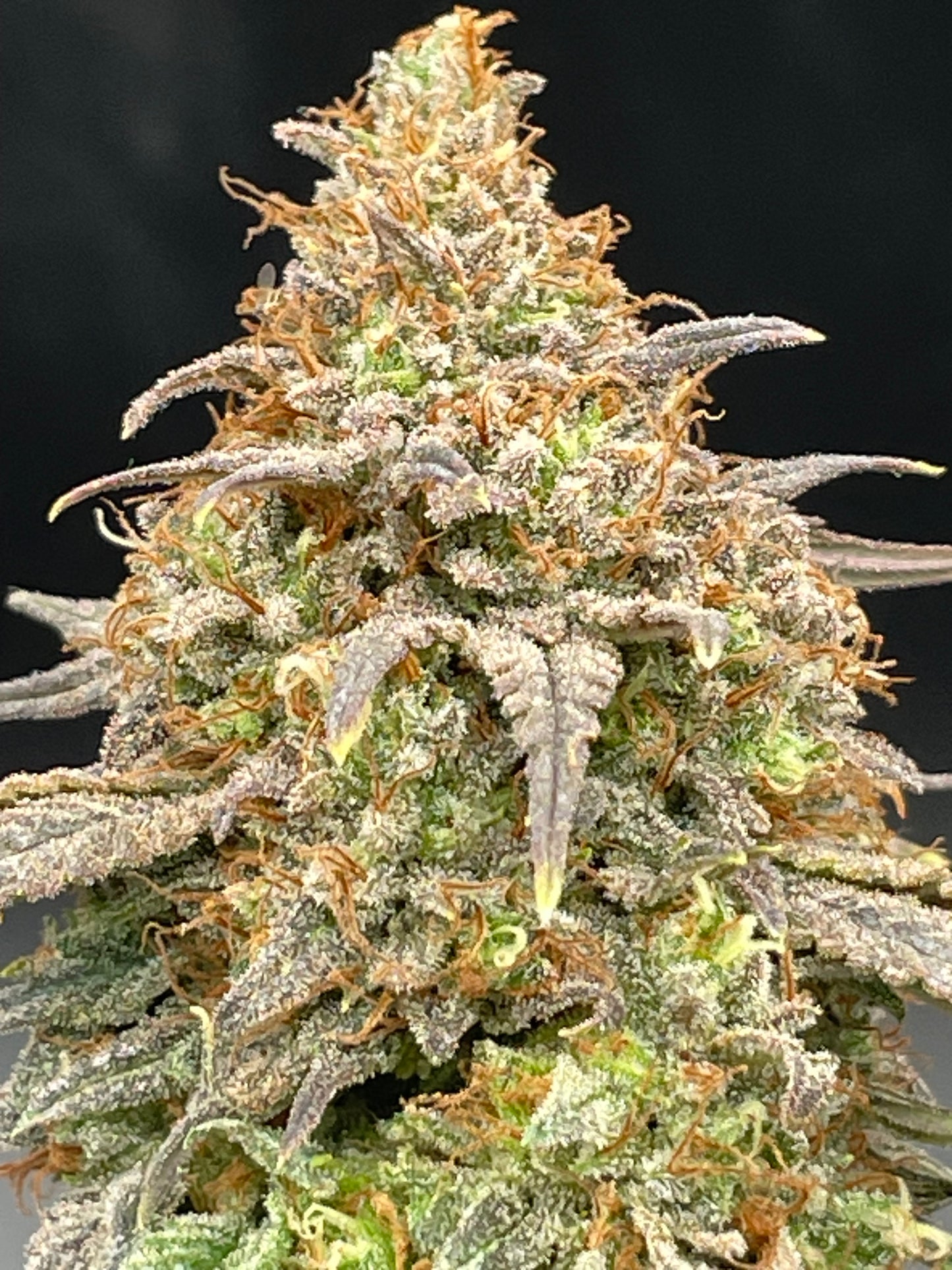 Fleur CBD - G2 Kush