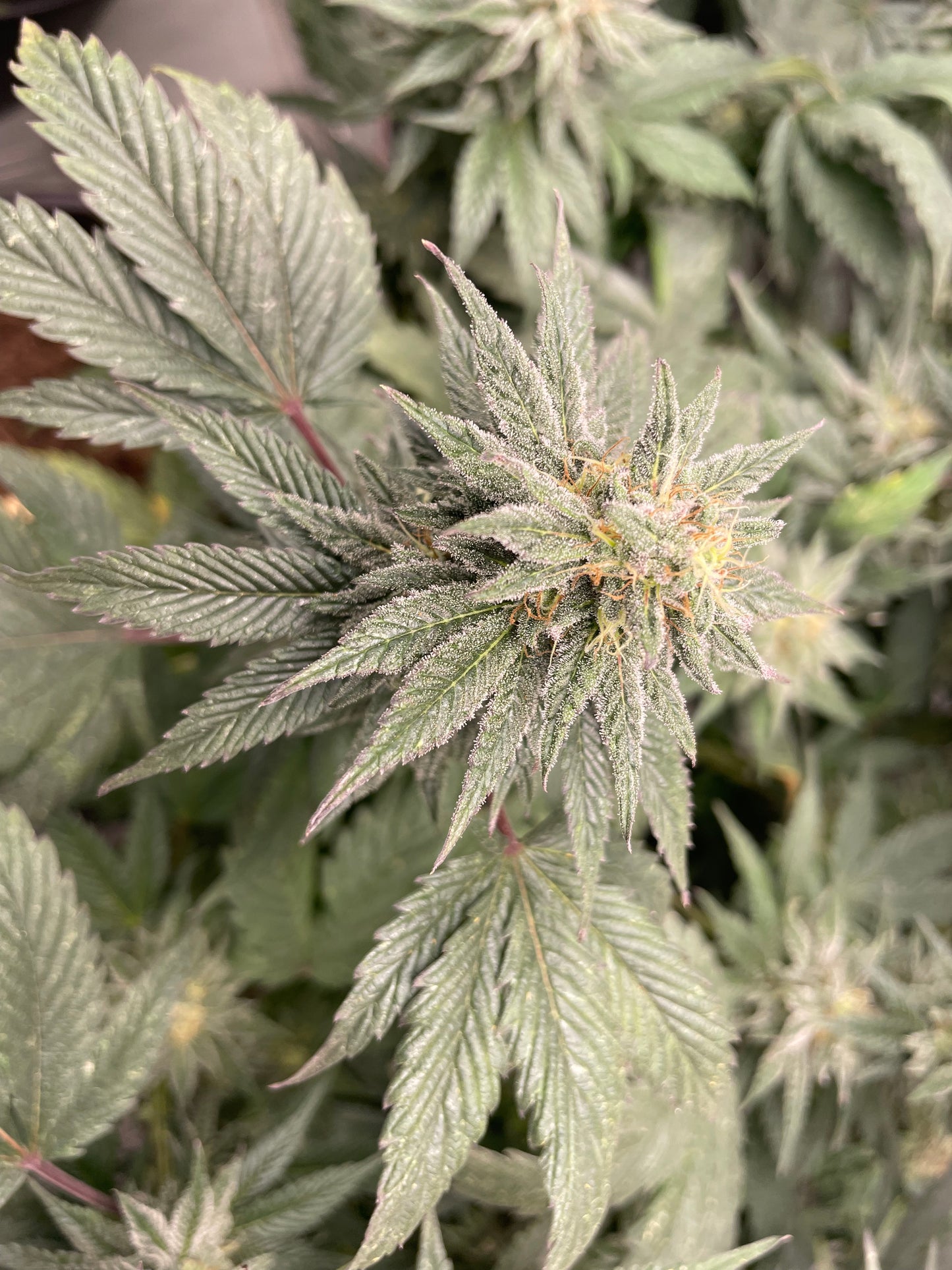 Fleur CBD - Gaz Station Gouda Indoor