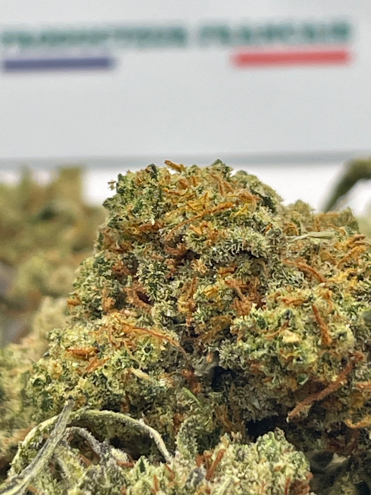Medium Buds - Tropiskunk V2