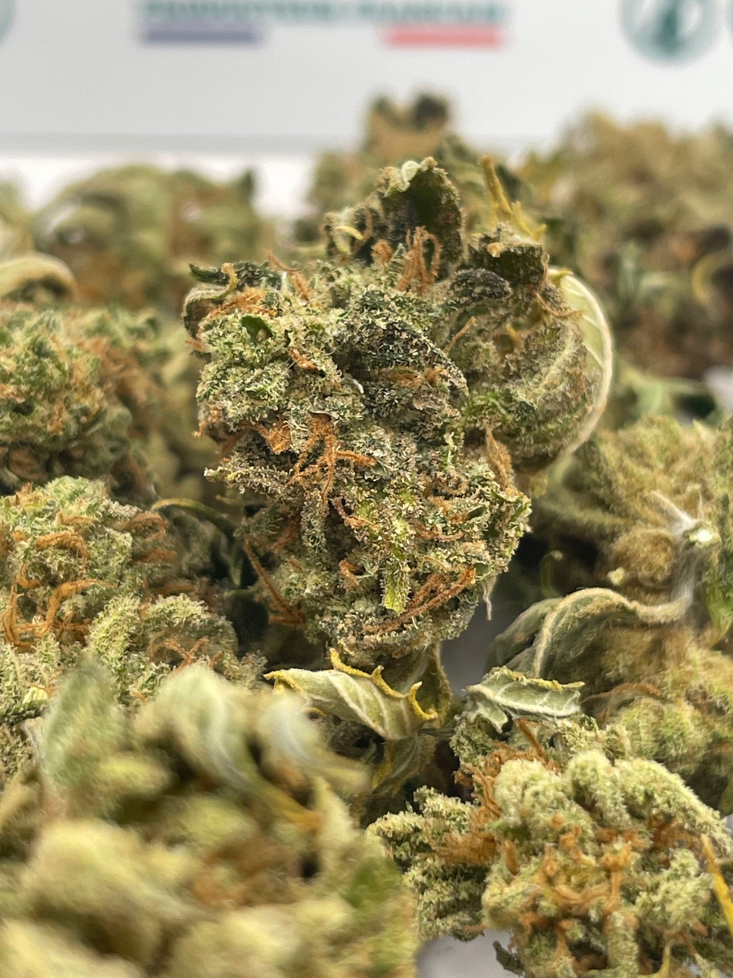 Medium Buds - Citrus Dance