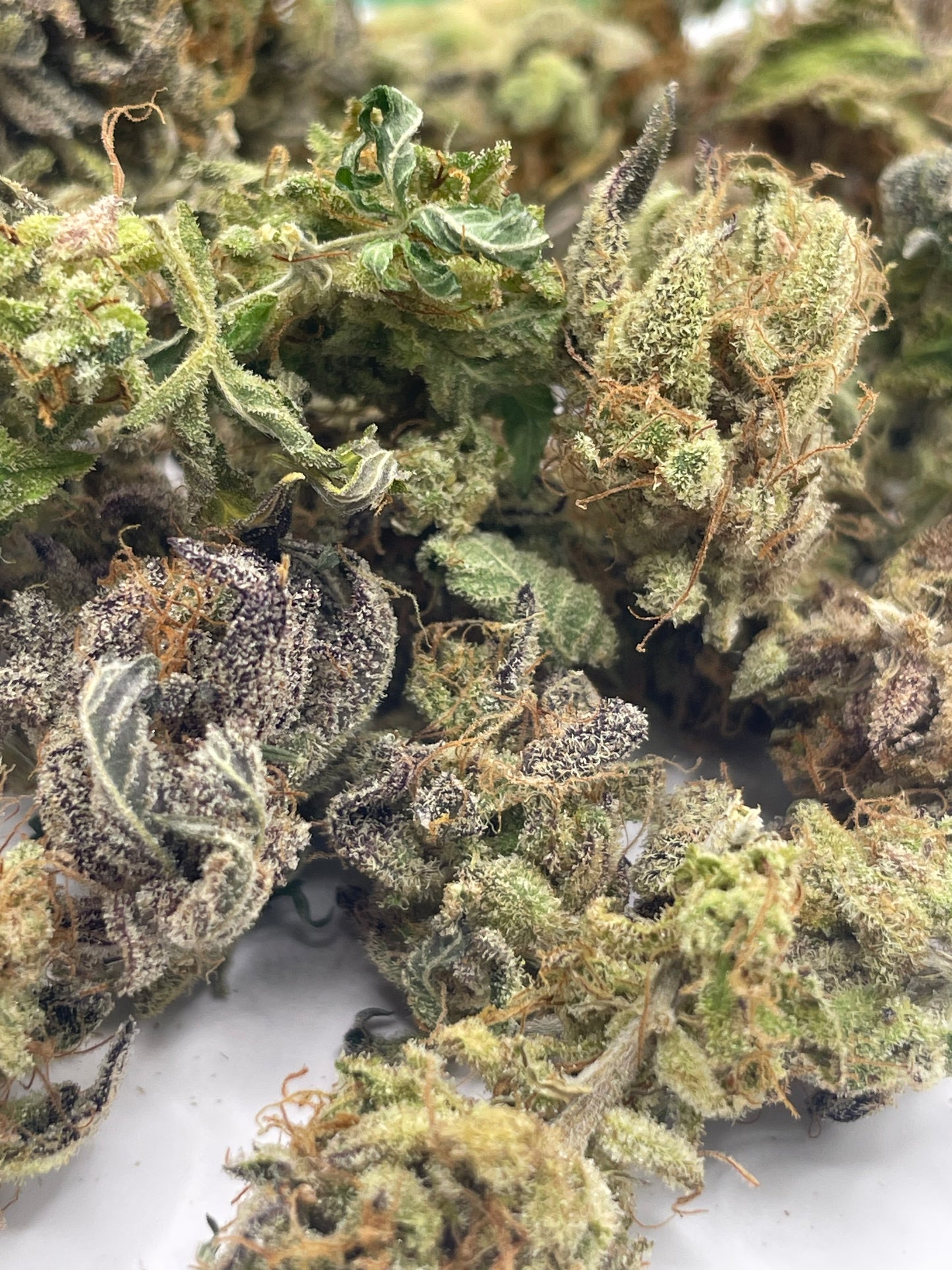 Mini Bud - Lilac Fuel