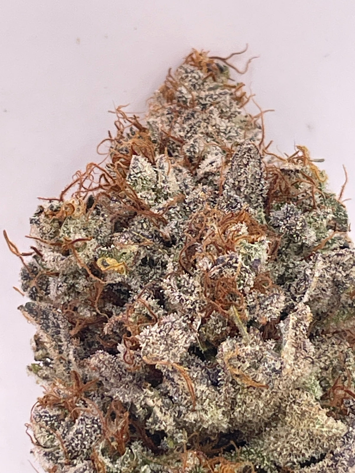 Big Buds Lilac Fuel, photo 1