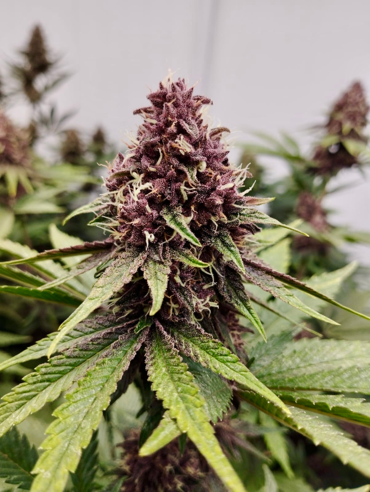 Fleur CBD - Orange Fritter Indoor Indoor