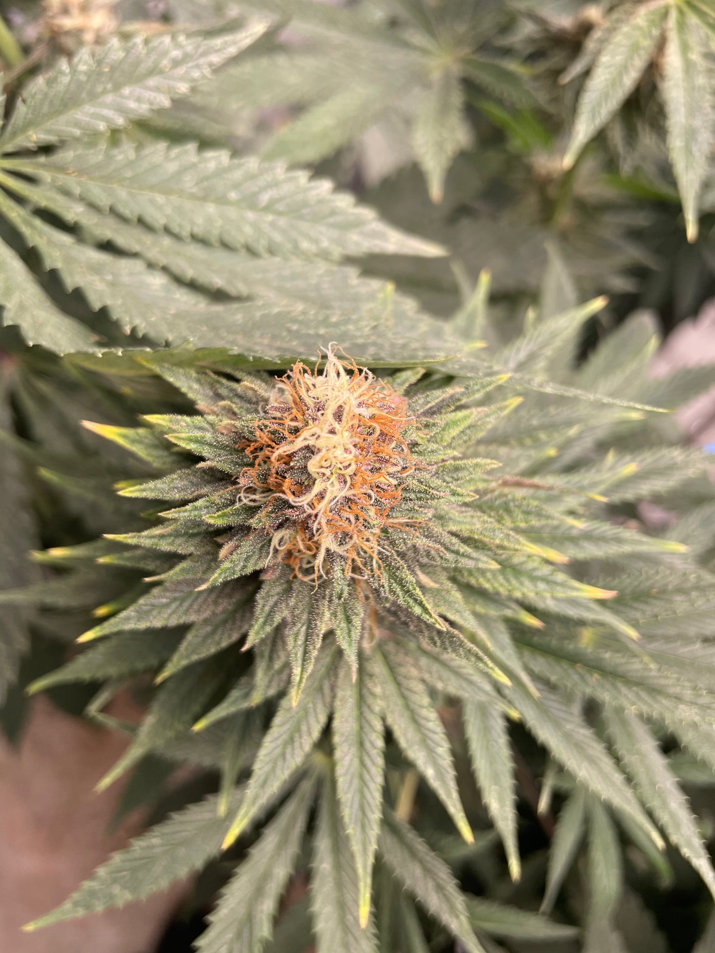 Fleur CBD - Orange Fritter Indoor Indoor