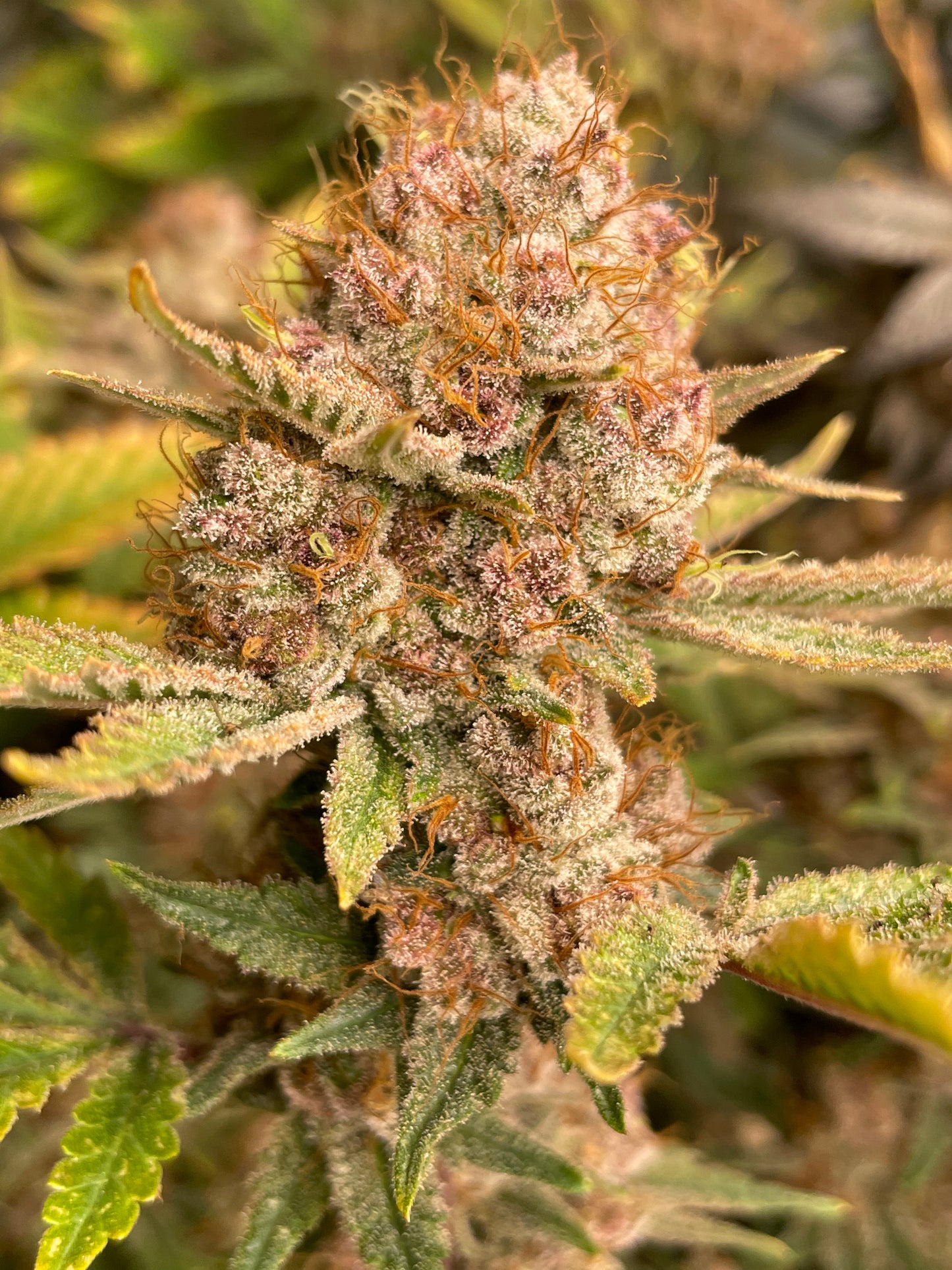 Fleur CBD - Tangie - Andaway