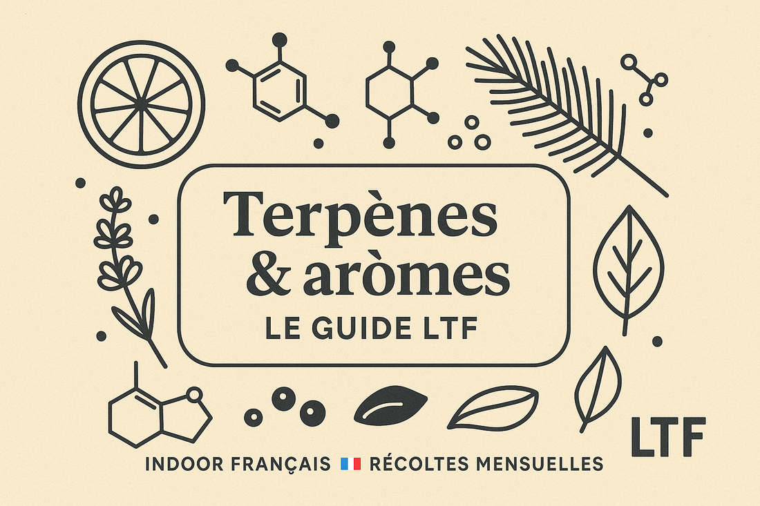 Terpènes & arômes : le guide LTF (CBD indoor français)