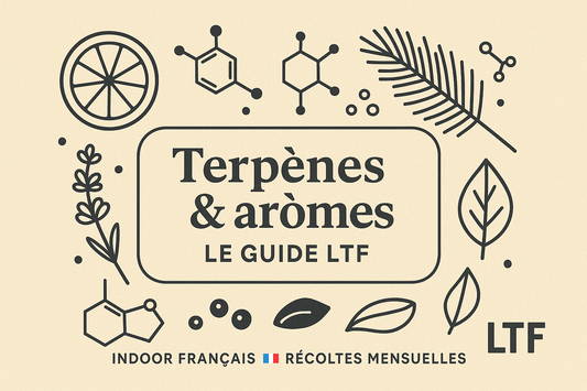 Terpènes & arômes : le guide LTF (CBD indoor français)