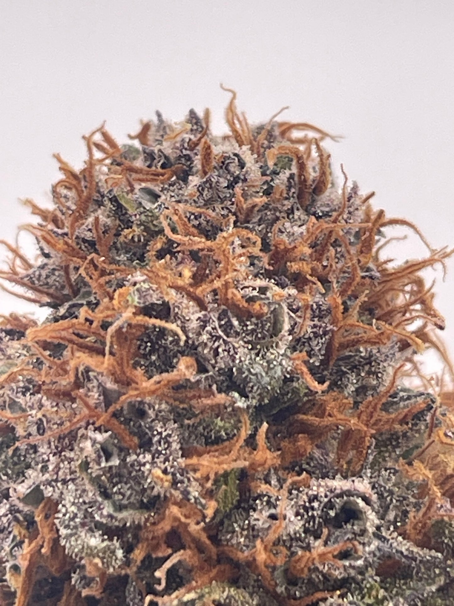 Fleur CBD - Sapphyre Kush Indoor