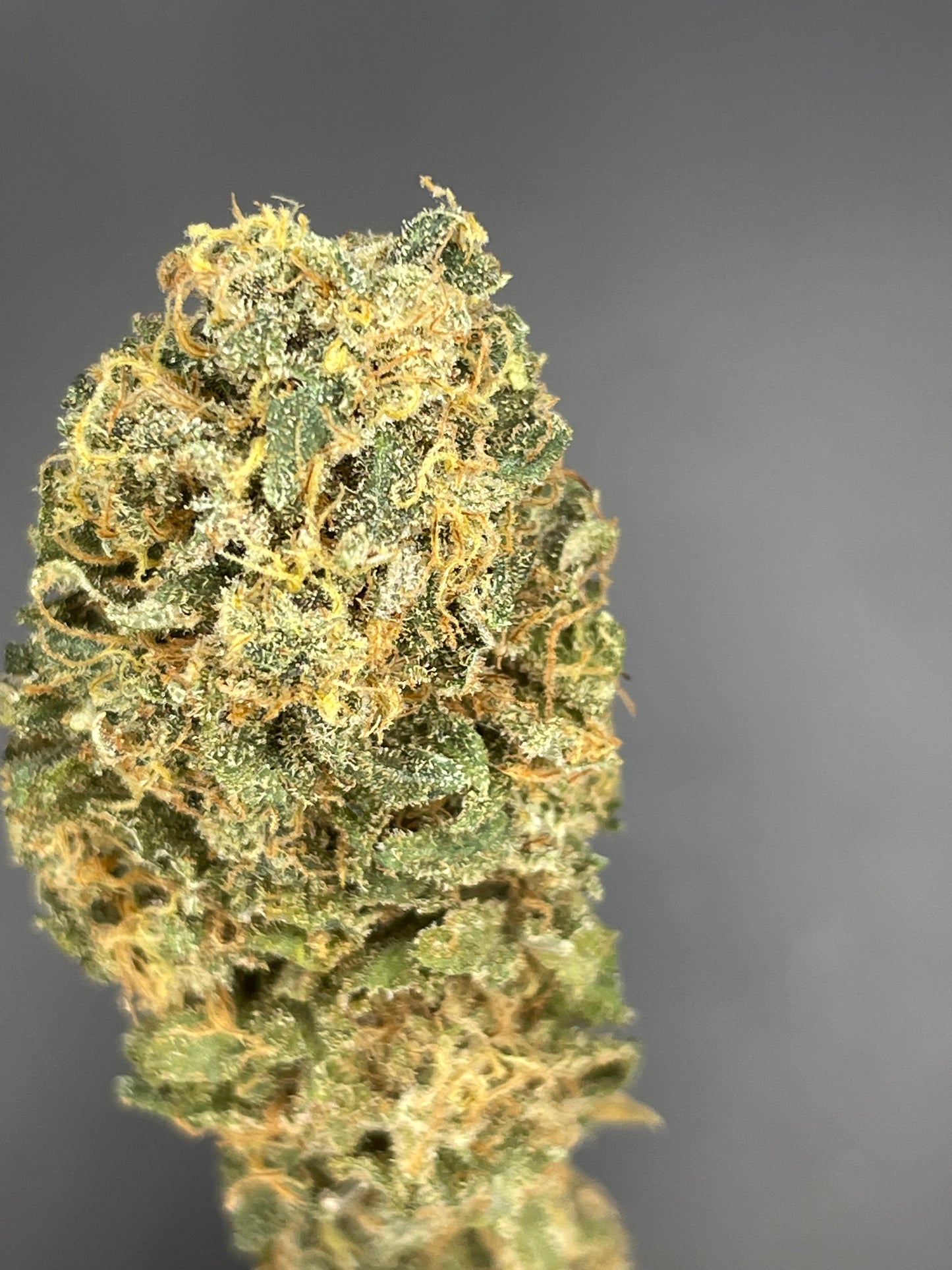 Lemon Cookie Dough Indoor