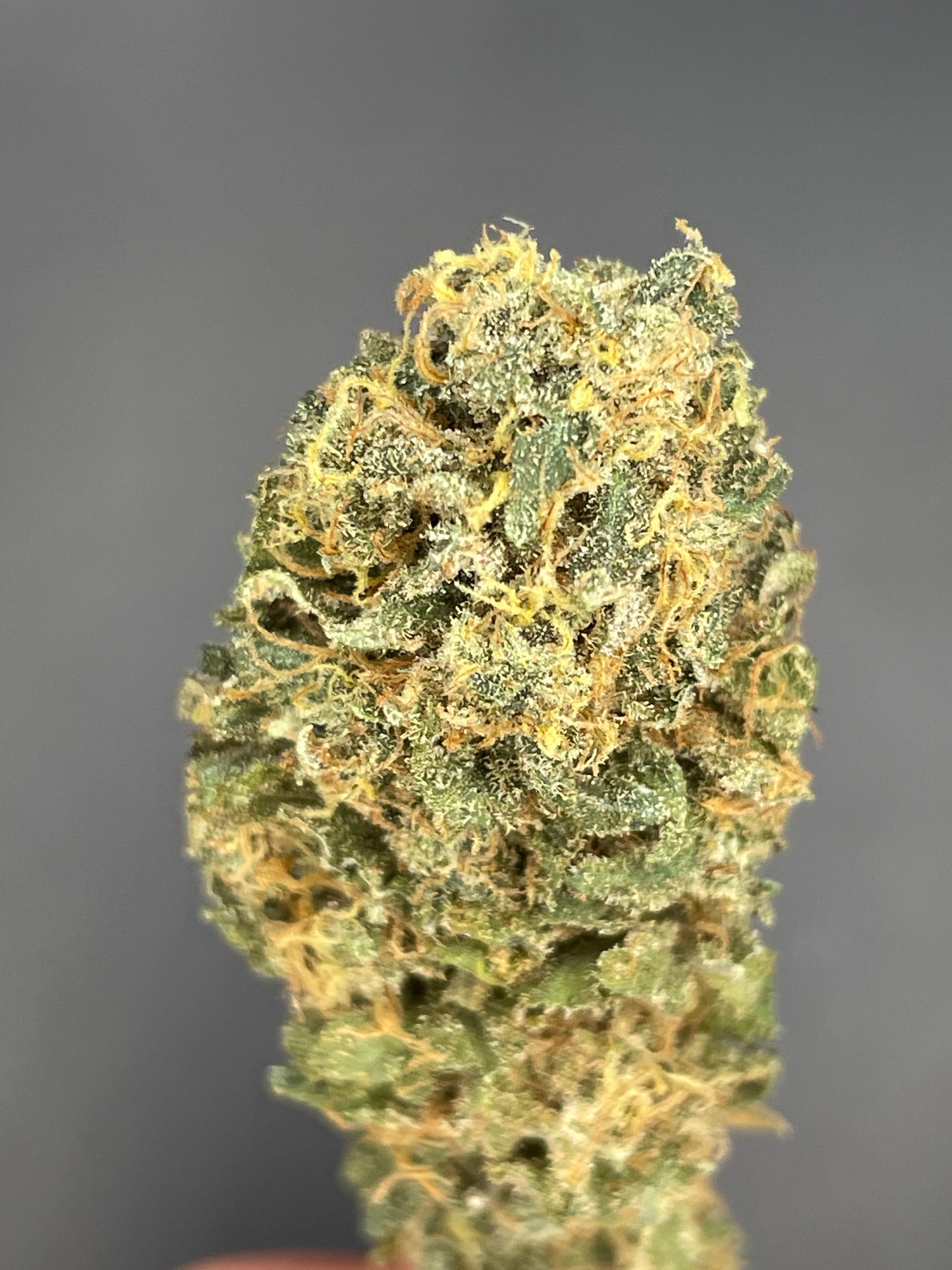 Lemon Cookie Dough Indoor