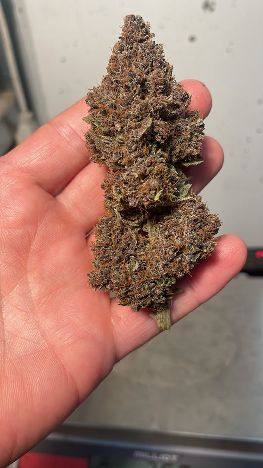 Fleur CBD - Orange Fritter - CREAMY - Indoor