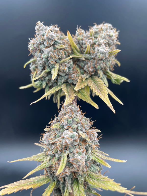 Fleur CBD - Strawberry Donuts