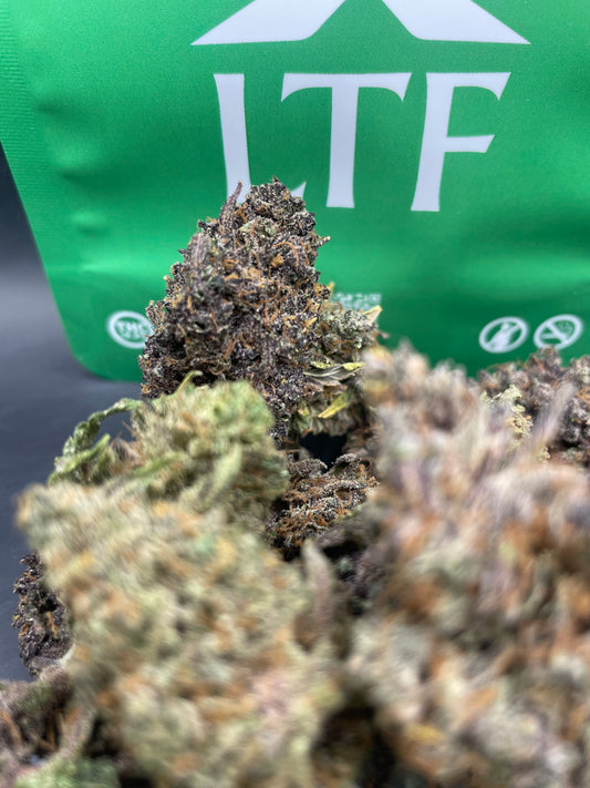 Medium Buds - Orange Fritter | Indoor Premium - Réservé au Club LTF