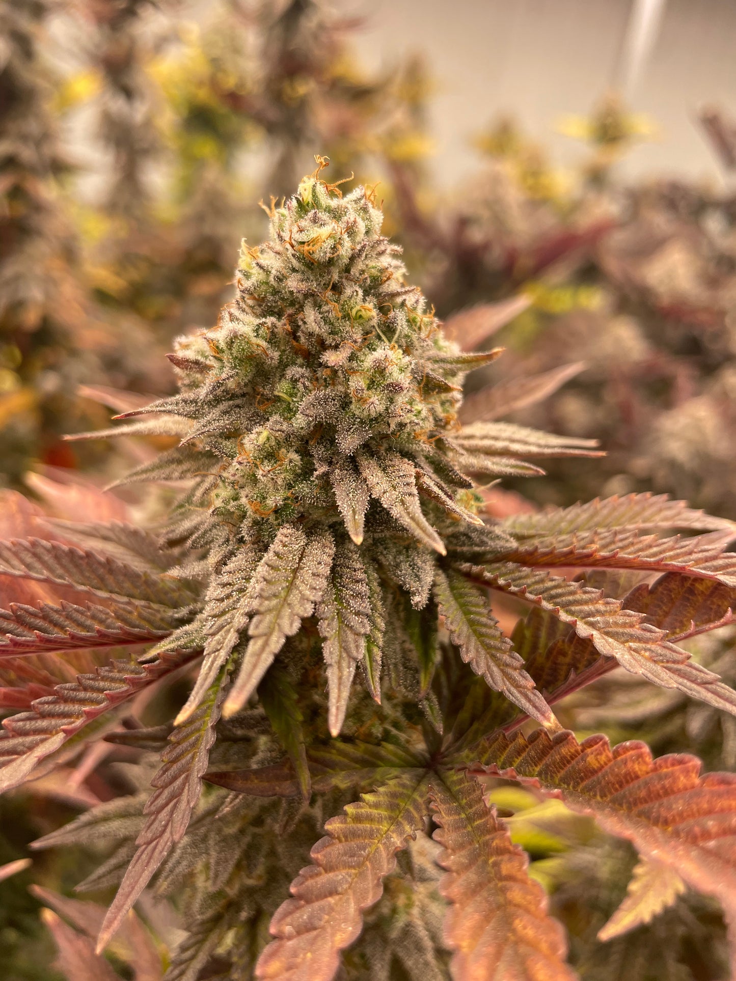 Fleur CBD - Grape Soda