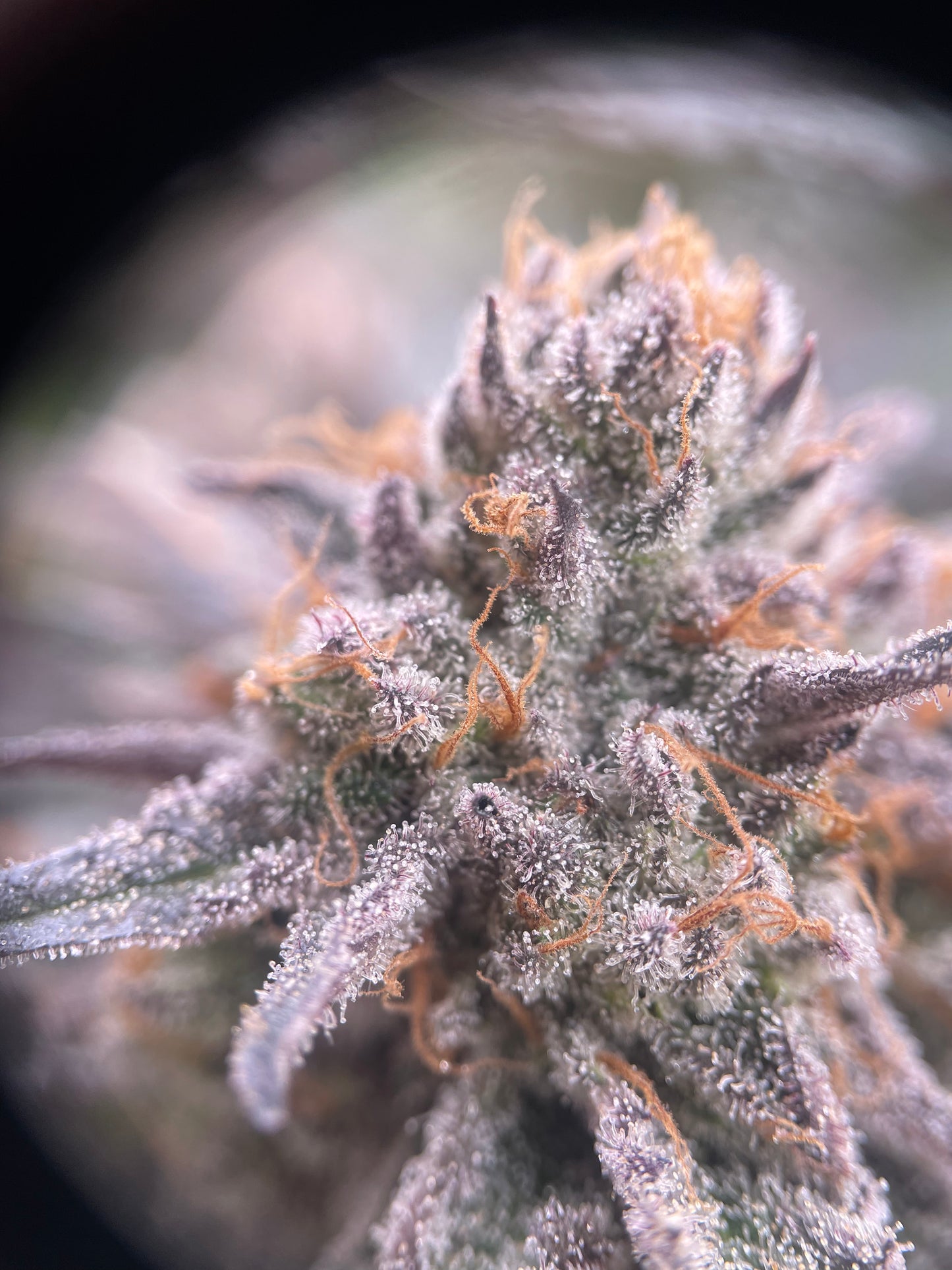Big Buds - Bubba Kush