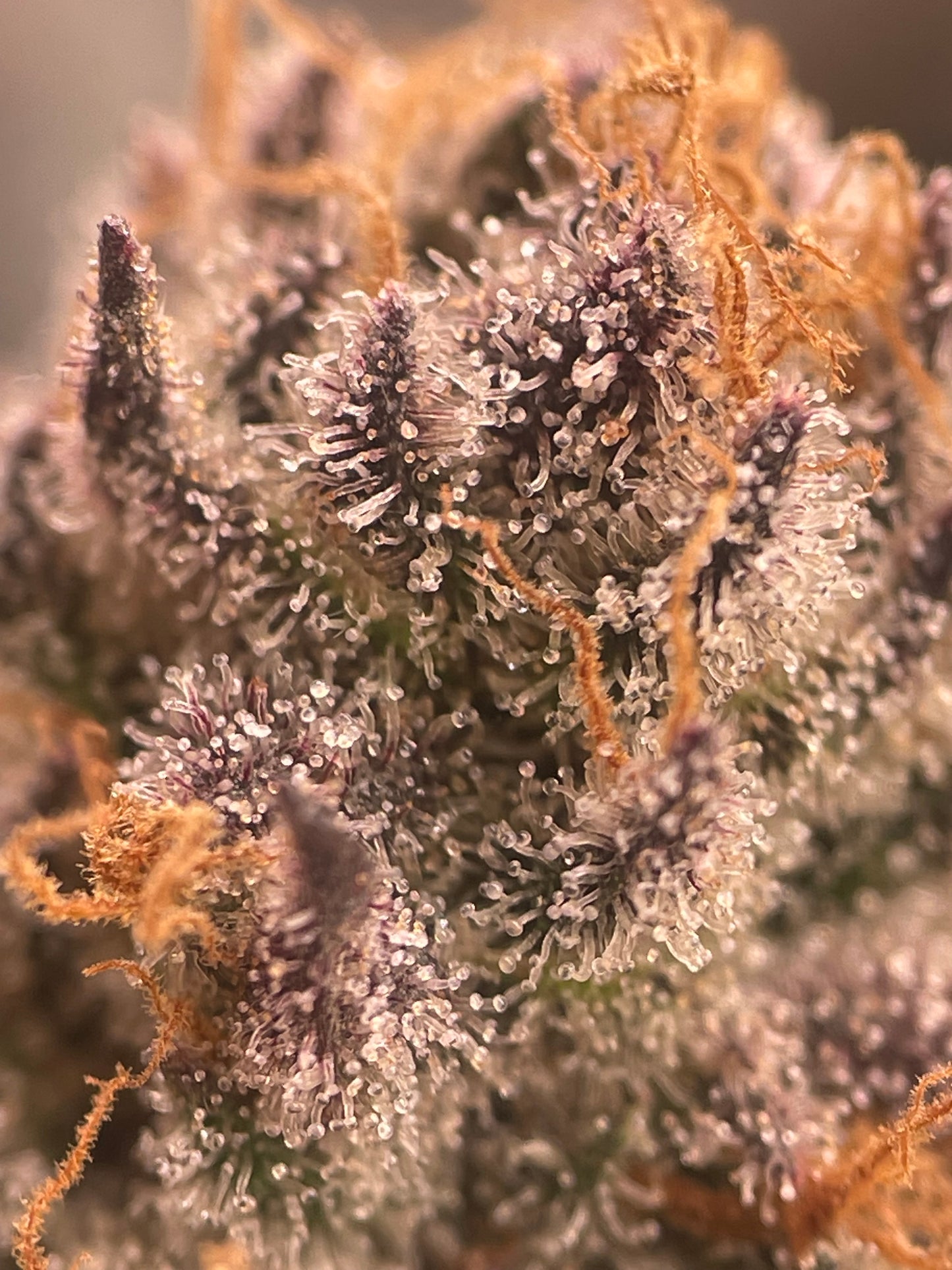 Big Buds - Bubba Kush