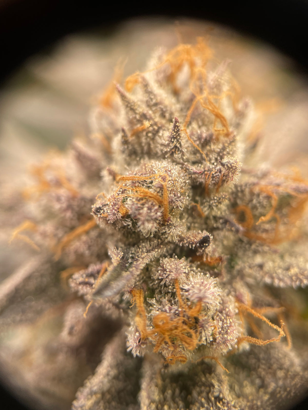 Big Buds - Bubba Kush