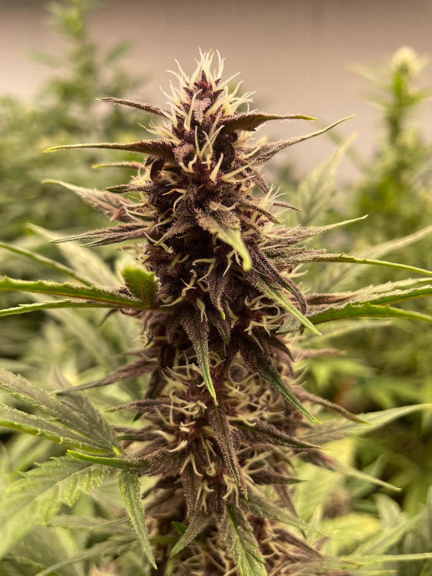 Fleur CBD - Sour Chunk - Indoor