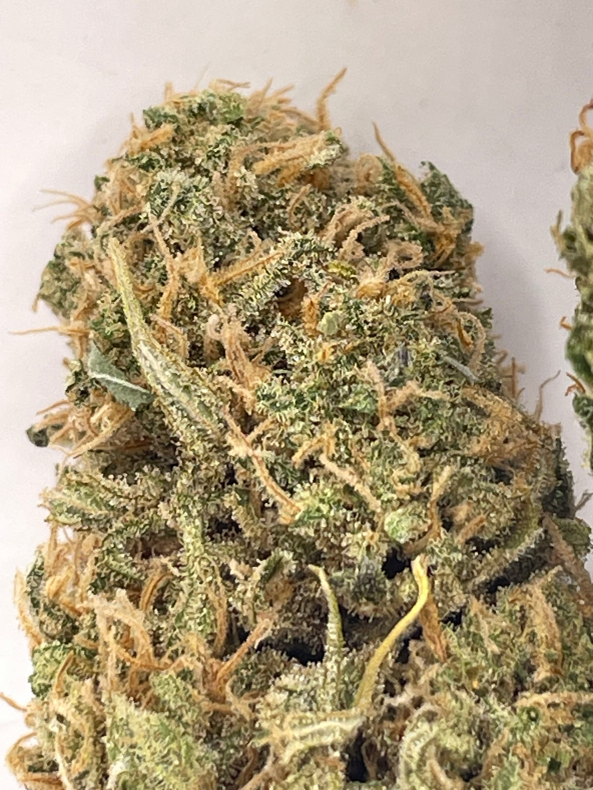 Big Buds - Botatonik