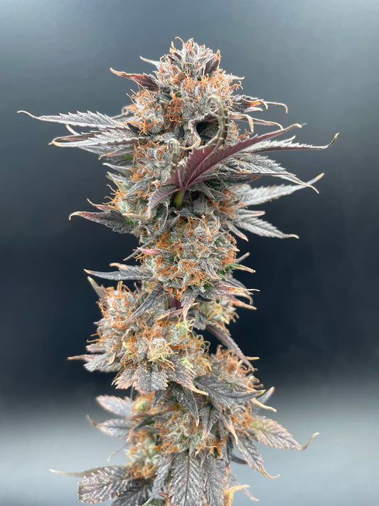 Fleur CBD - Blue Berry Diesel Indoor