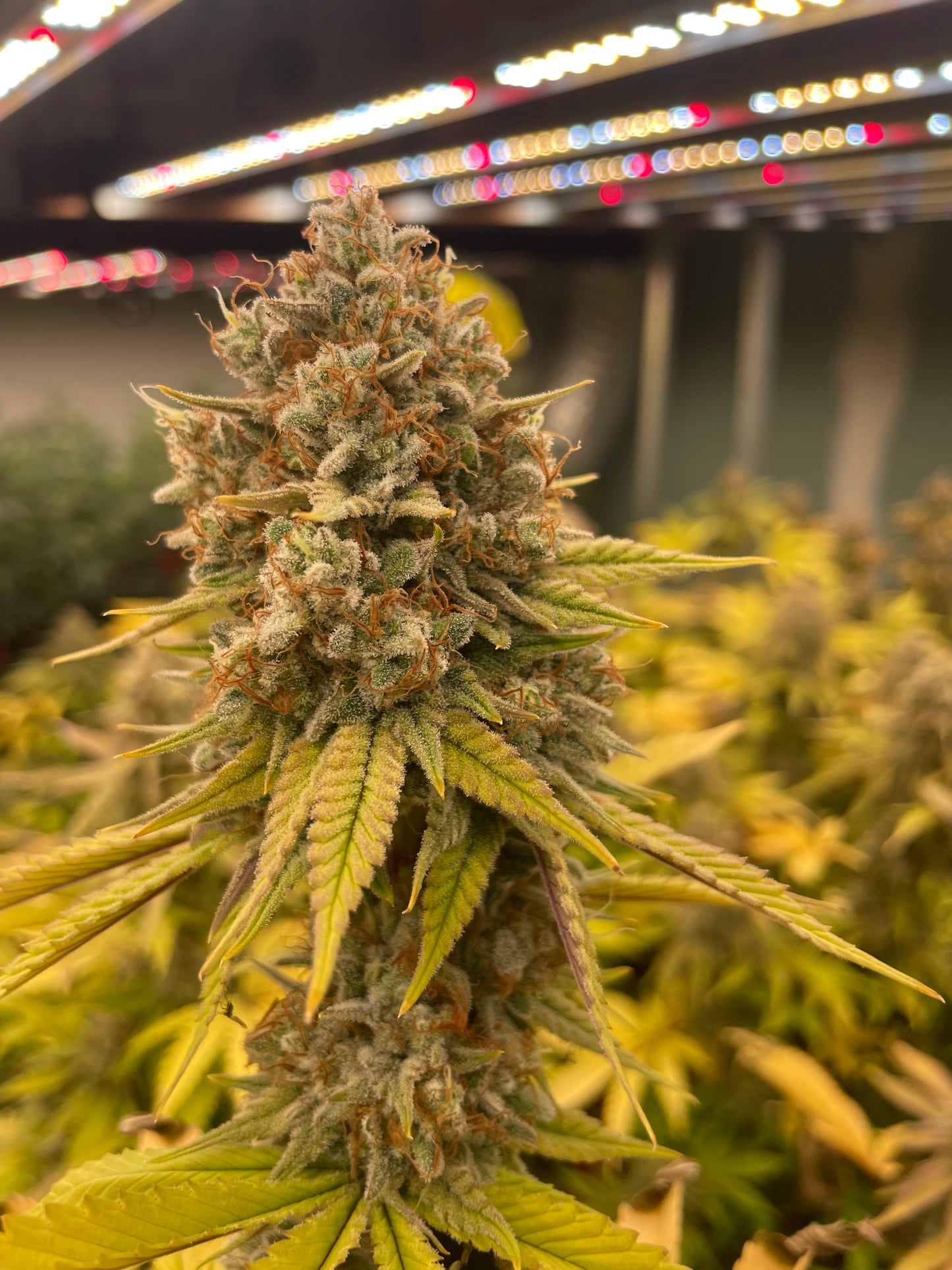 Fleur CBD - Yuzu Hog