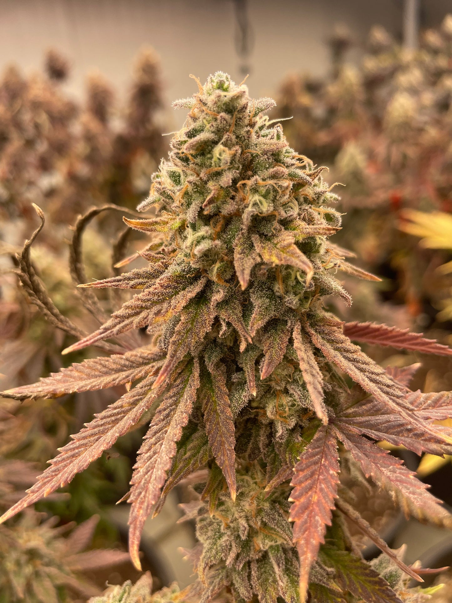 Fleur CBD - Saucière - Indoor