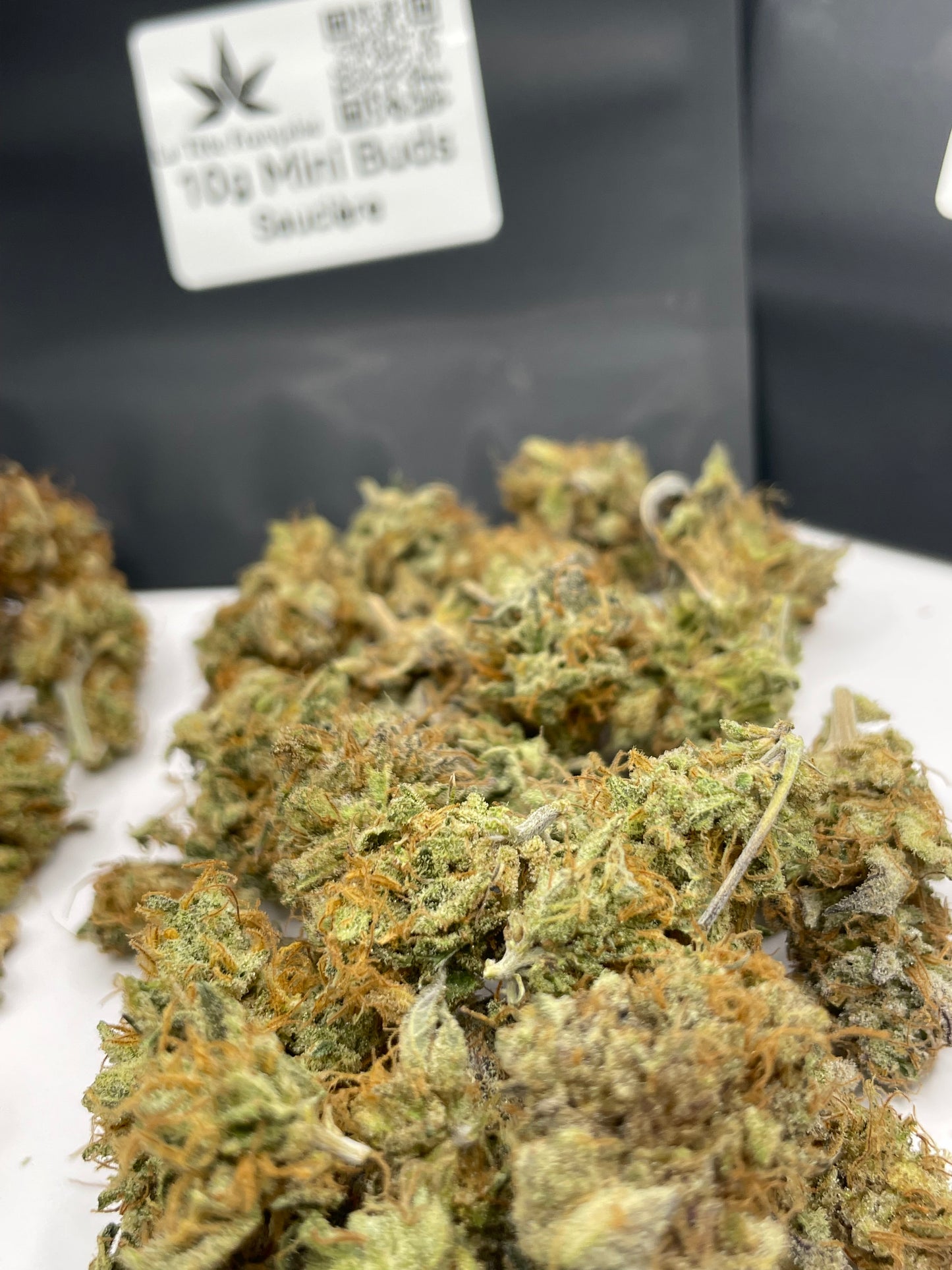 Pack Noël des Minis – Indoor Rock Candy, Saucière, Sapphyre 🎄