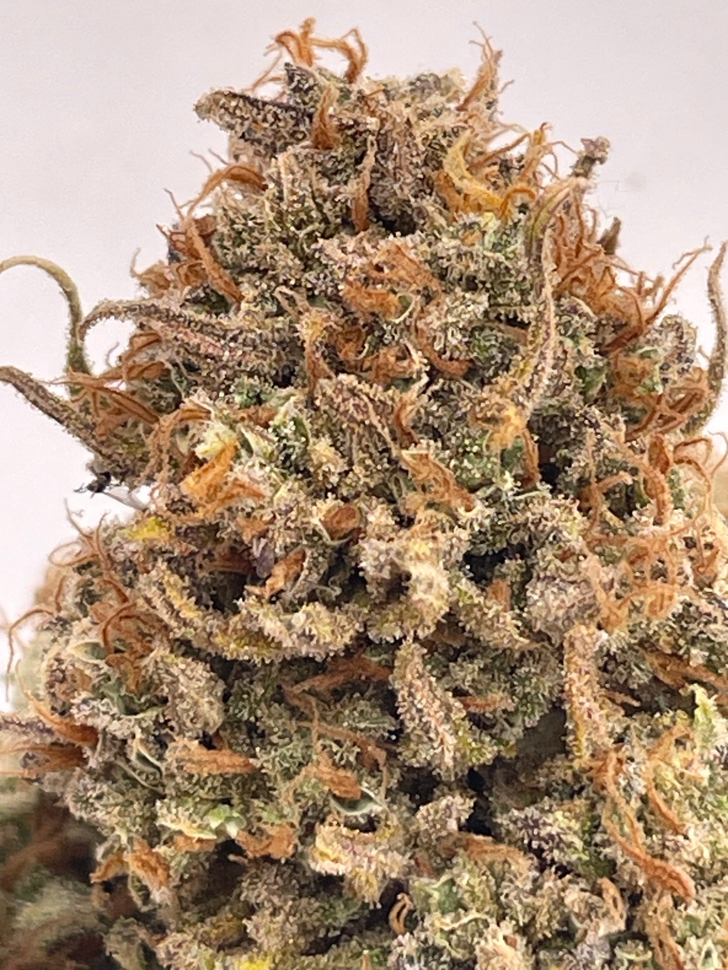 Big Buds - Citrus Dance