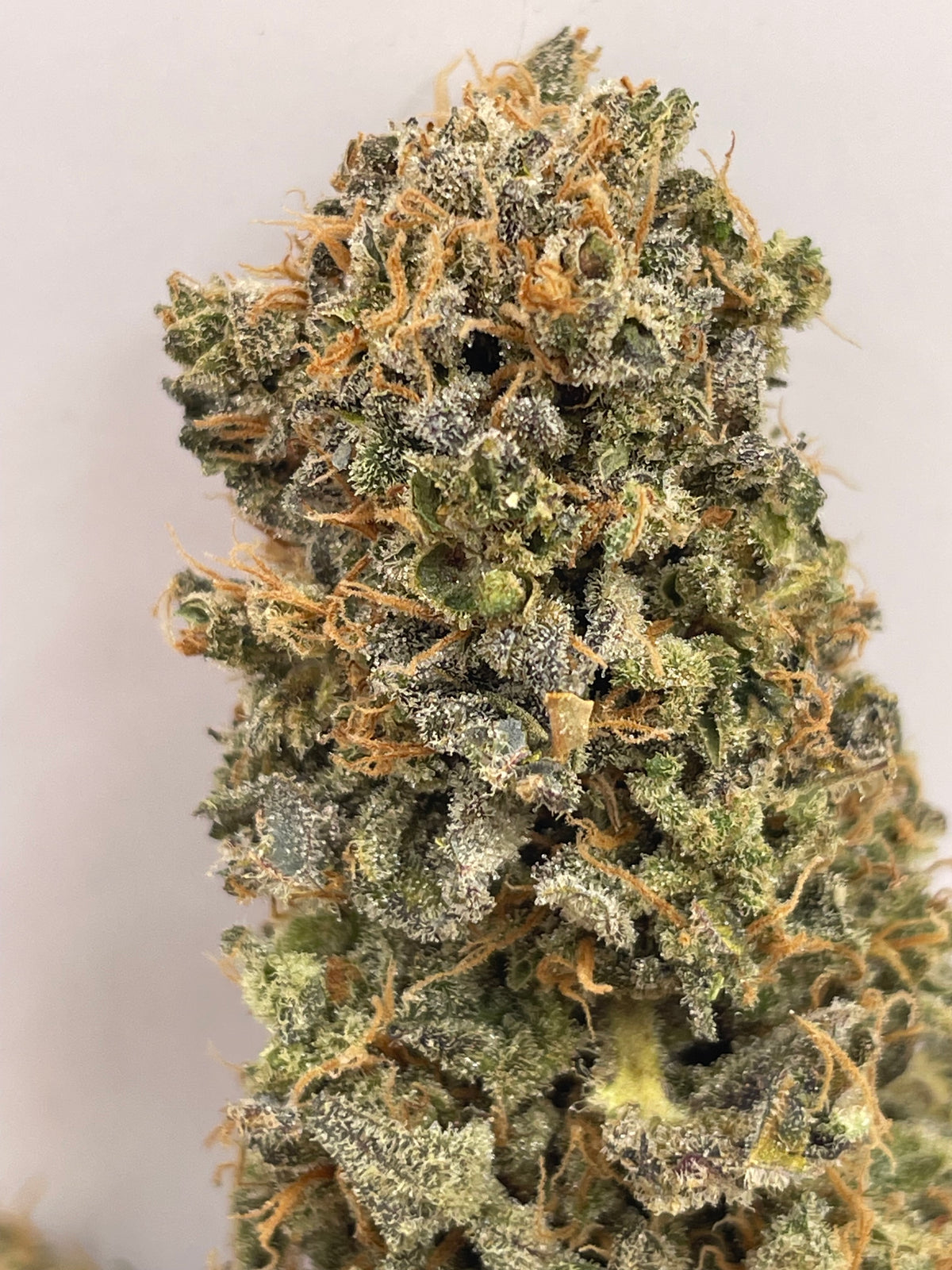 Big Buds - Botatonik