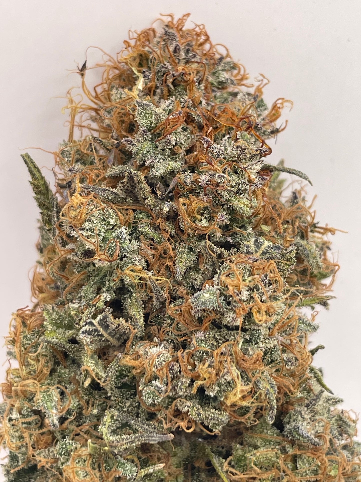 Big Buds - Tomahawk