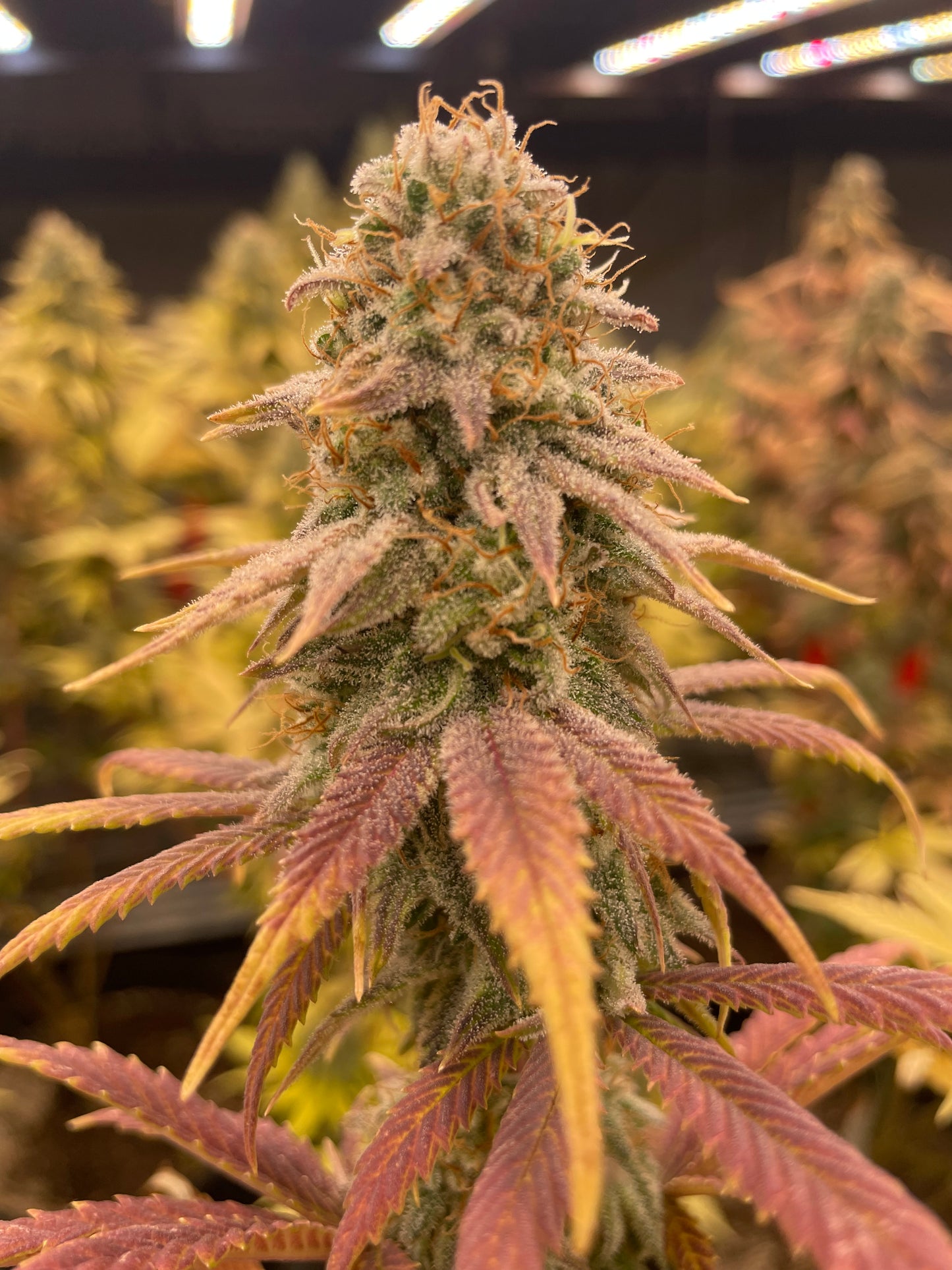 Fleur CBD - Strawana OG - Indoor