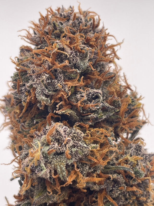 Medium Buds - Sapphyre Kush Indoor