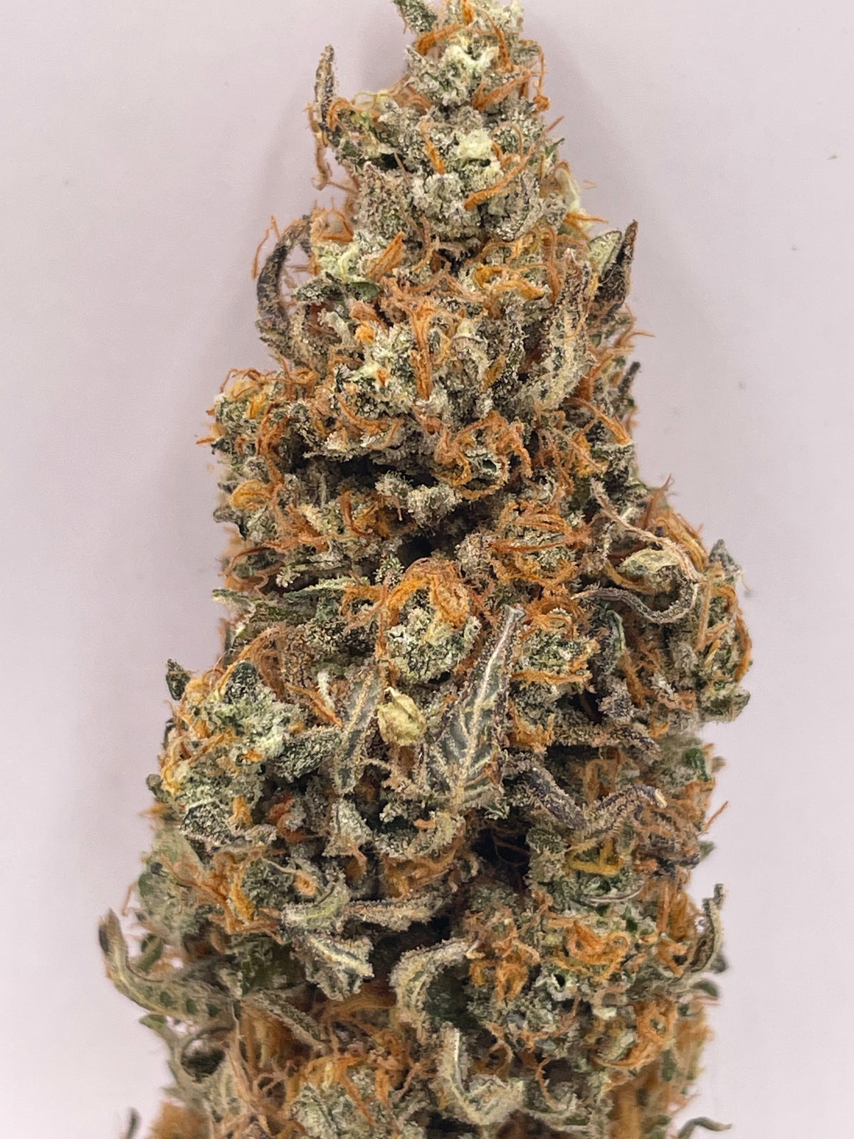 Big Buds - Unicorn Terrine