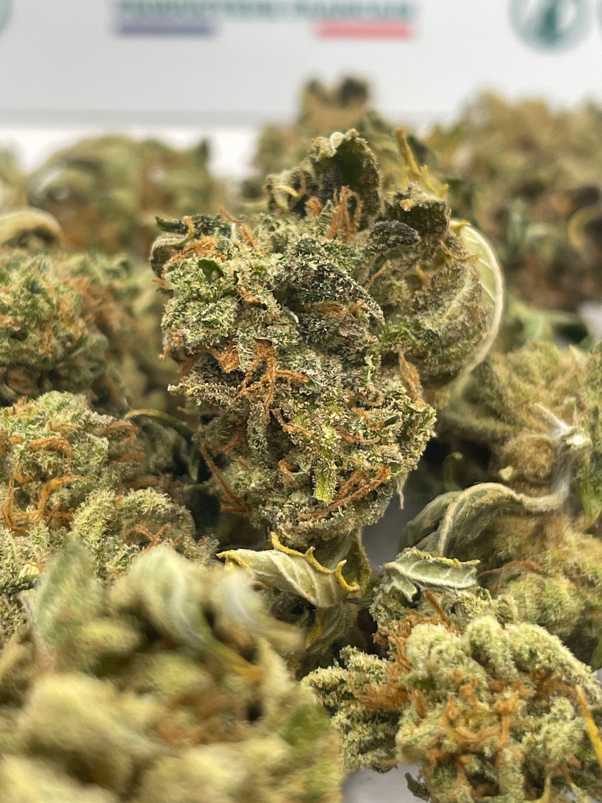 Medium Buds - Citrus Dance