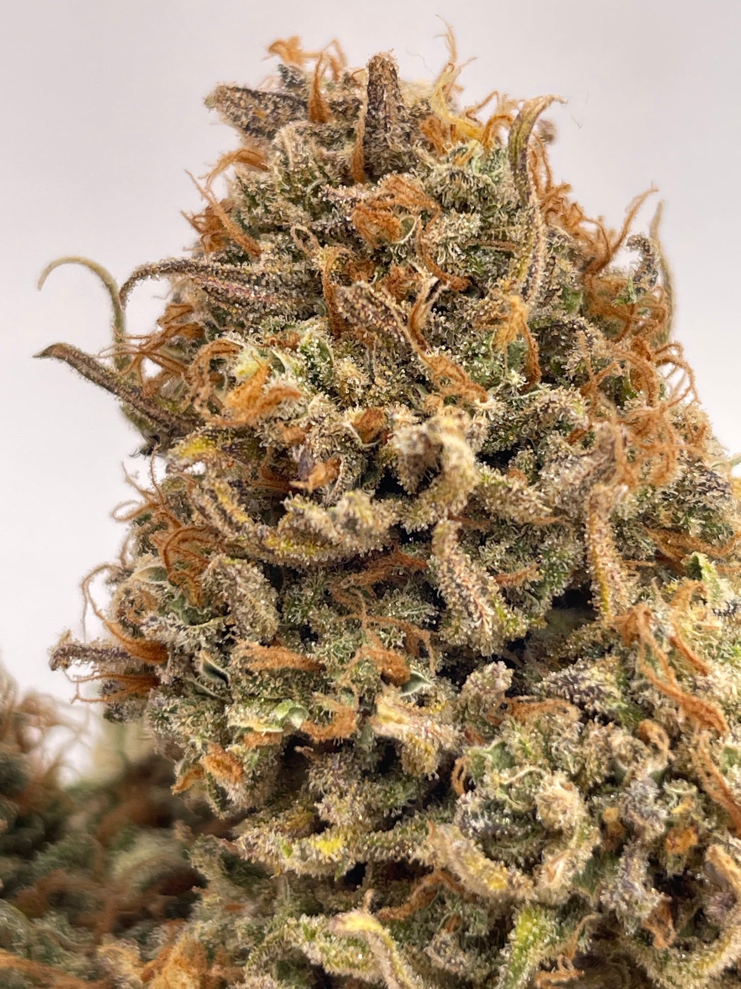 Big Buds - Citrus Dance