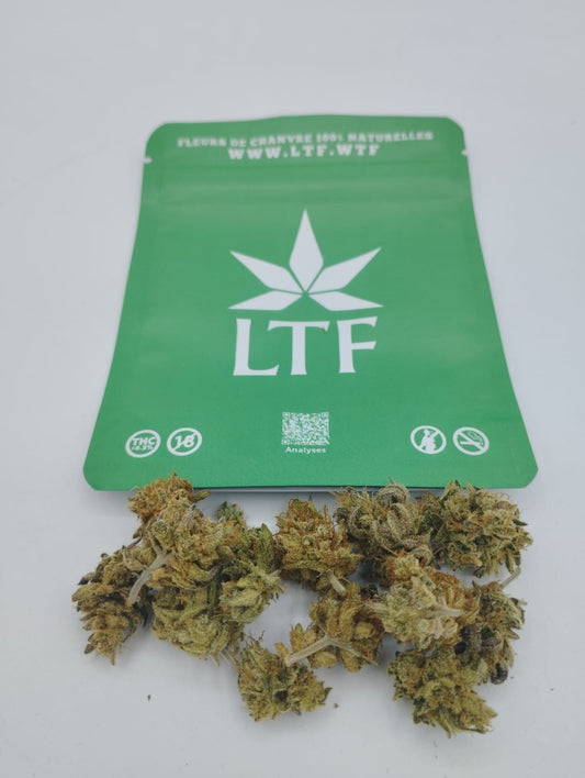 Mini Bud - LLAMA Bean